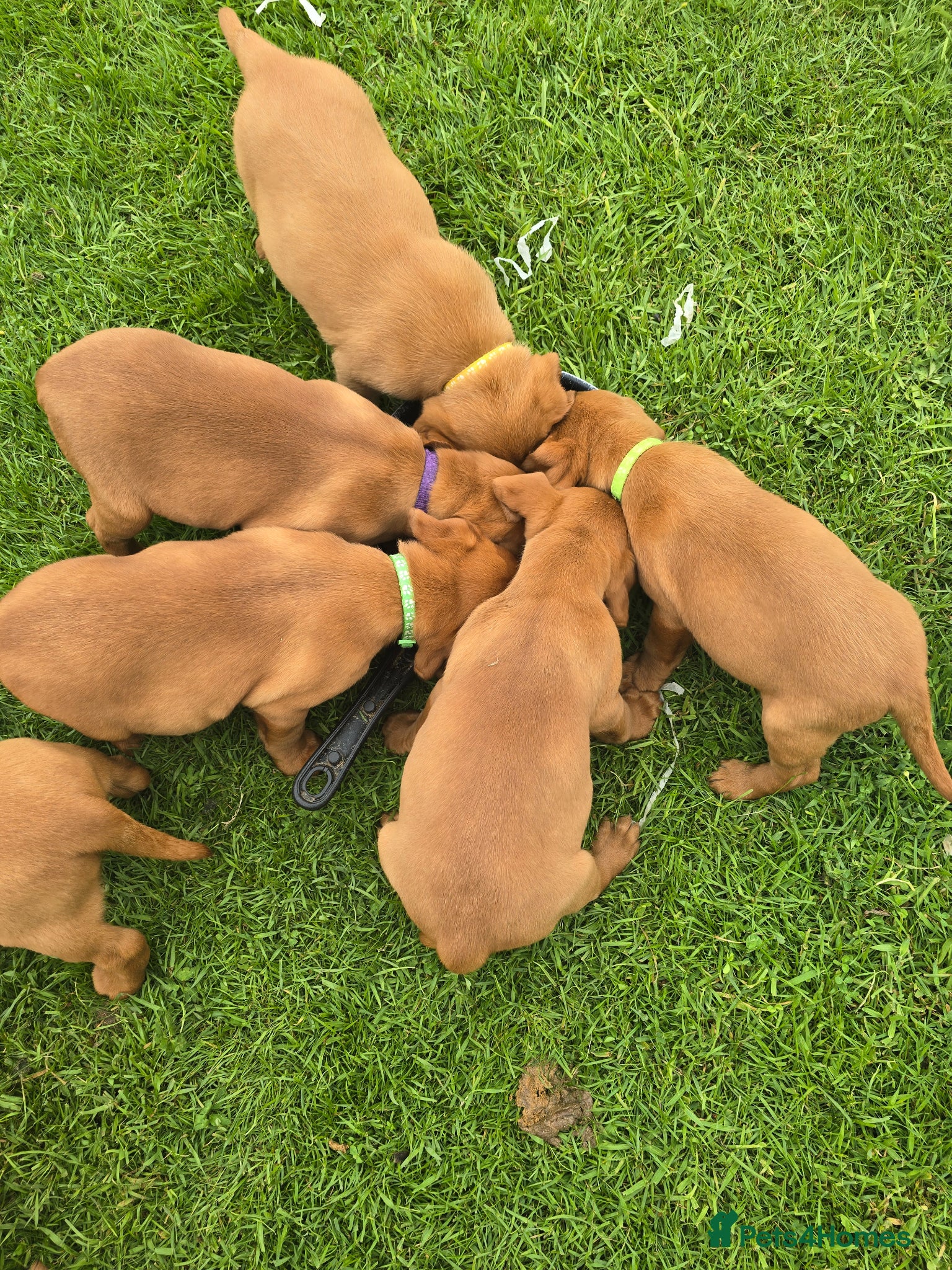 Labrador Retriever dogs Viewings now available Beautiful Fox Red Lab Pups - Advert 1