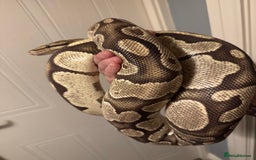 Snake reptiles for sale: Royal pythons adults / baby  - Image 1