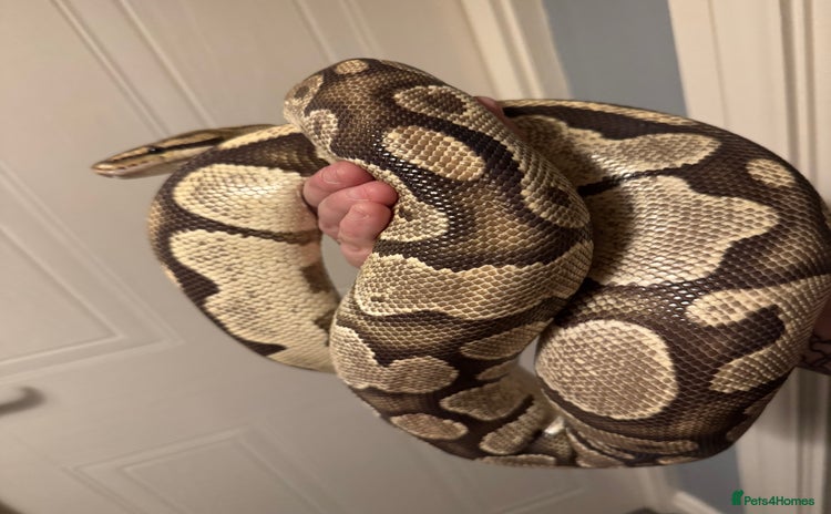 Snake reptiles - Advert 1
