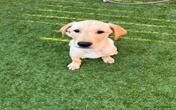 Labrador Retriever dogs for sale: Family Pet or Working Companion **READY TO LEAVE** in Bedale - Image 24