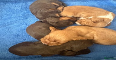 Cocker Spaniel dogs - Advert 11