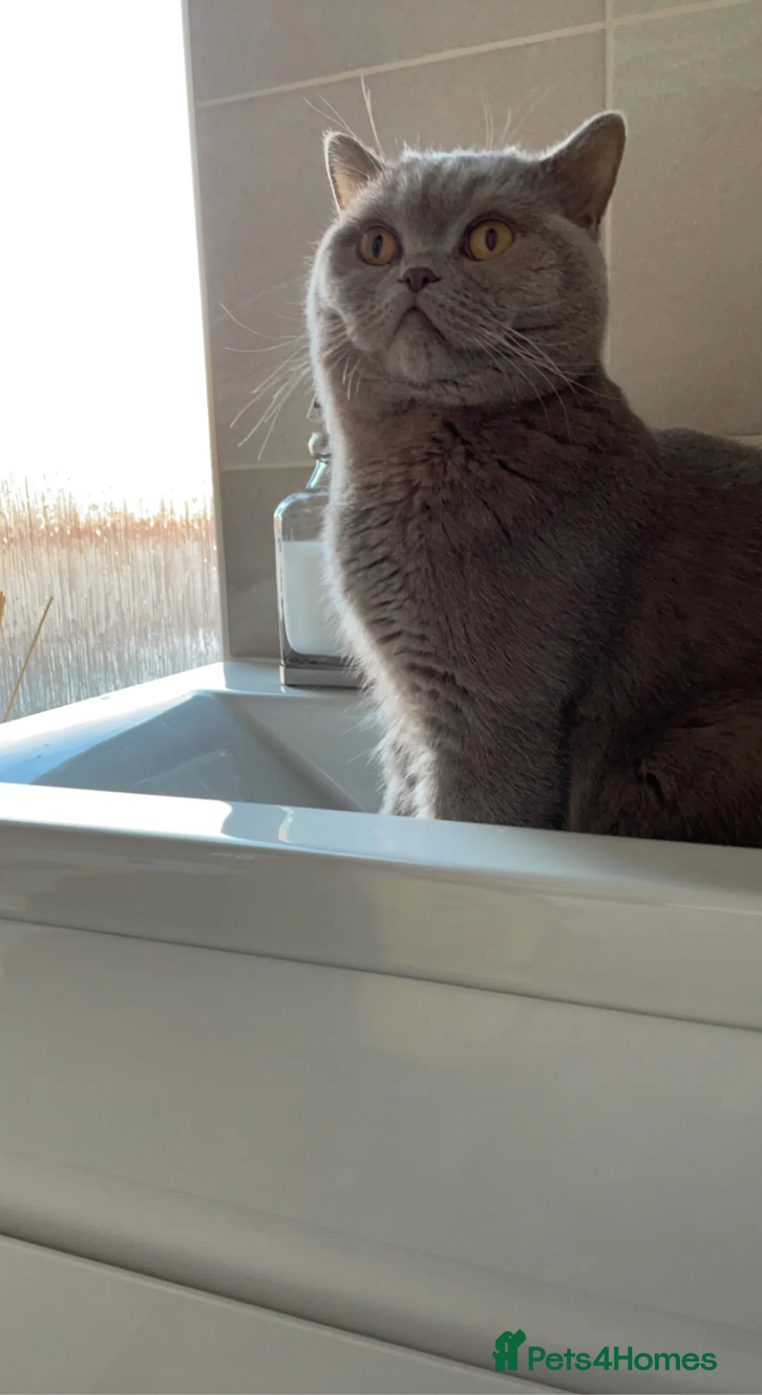 British Shorthair cats for sale: British shorthair for sale 4yrs old - Advert 4