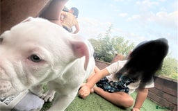 American Bulldog dogs for sale: American bulldog (johnson type) - Image 5
