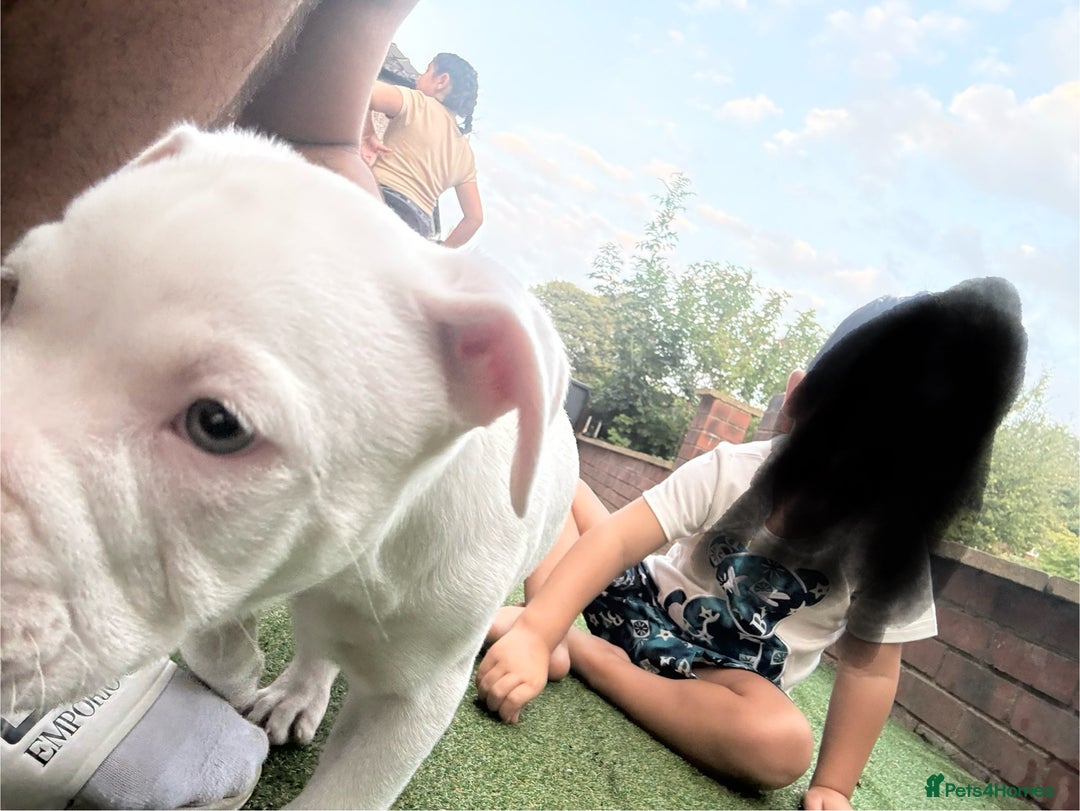 American Bulldog dogs for sale: American bulldog (johnson type) - Image 5