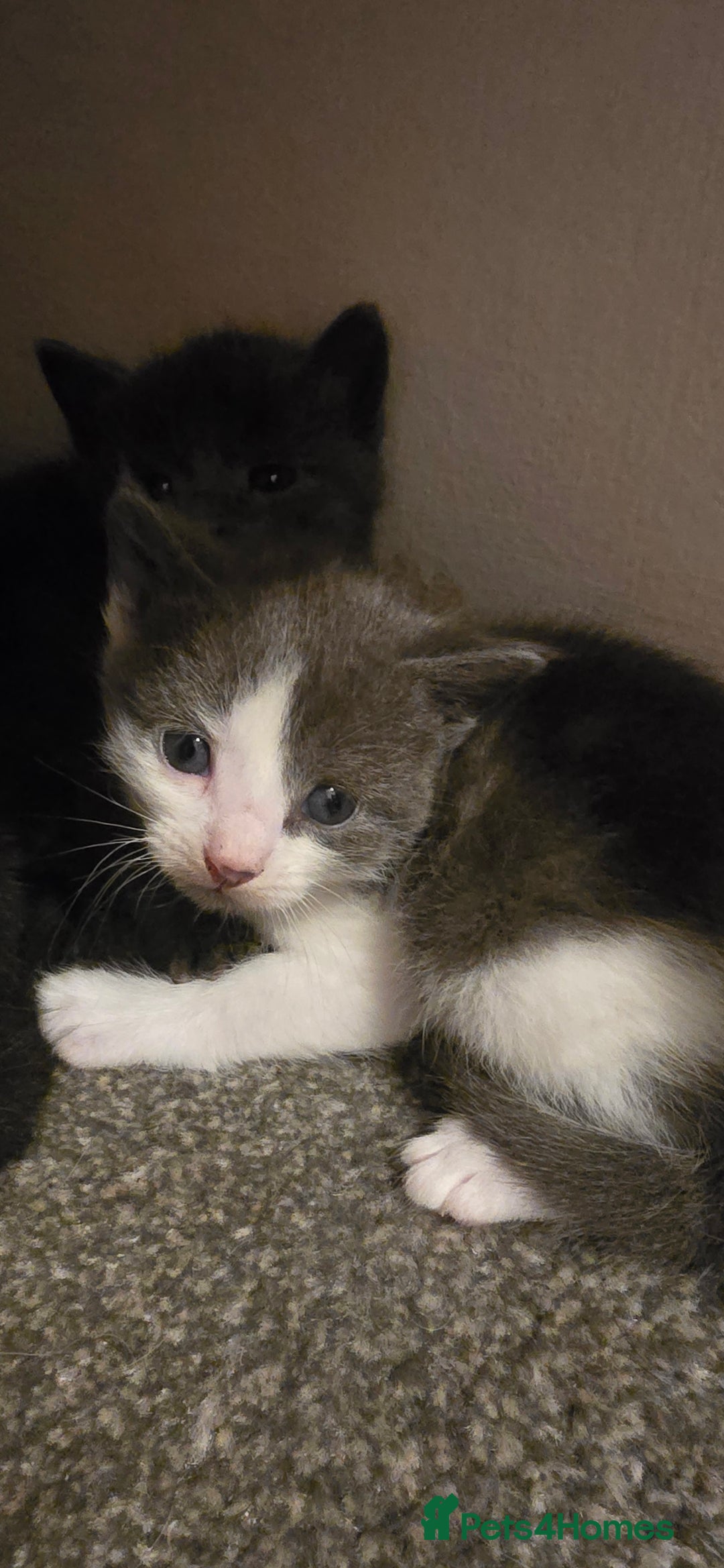 Mixed Breed cats for sale: 3 kittens to go  - Image 2