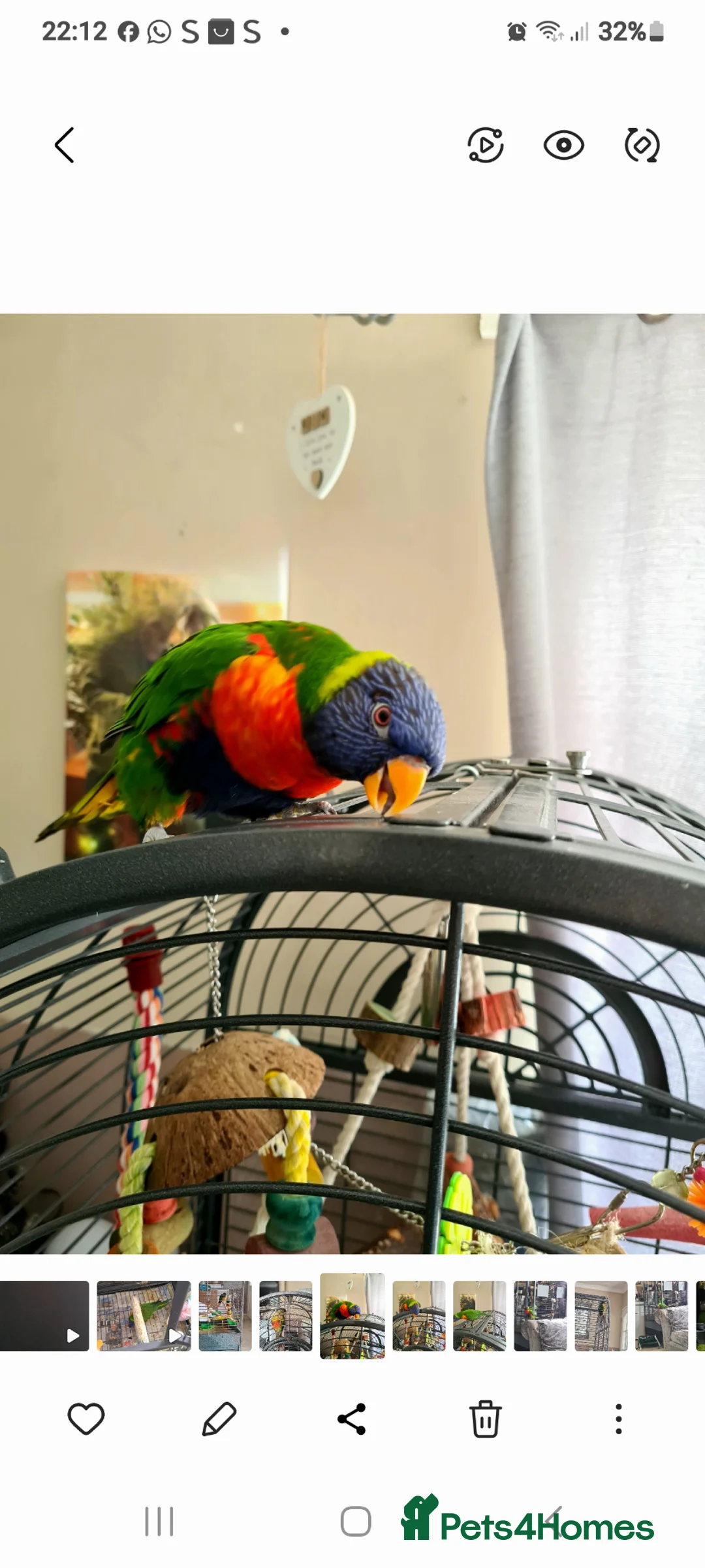 Lorikeets birds for sale: Exotic amazon rainbow lorikeet  in Sheffield - Advert 1