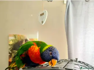 Lorikeets birds Exotic amazon rainbow lorikeet - Advert 3
