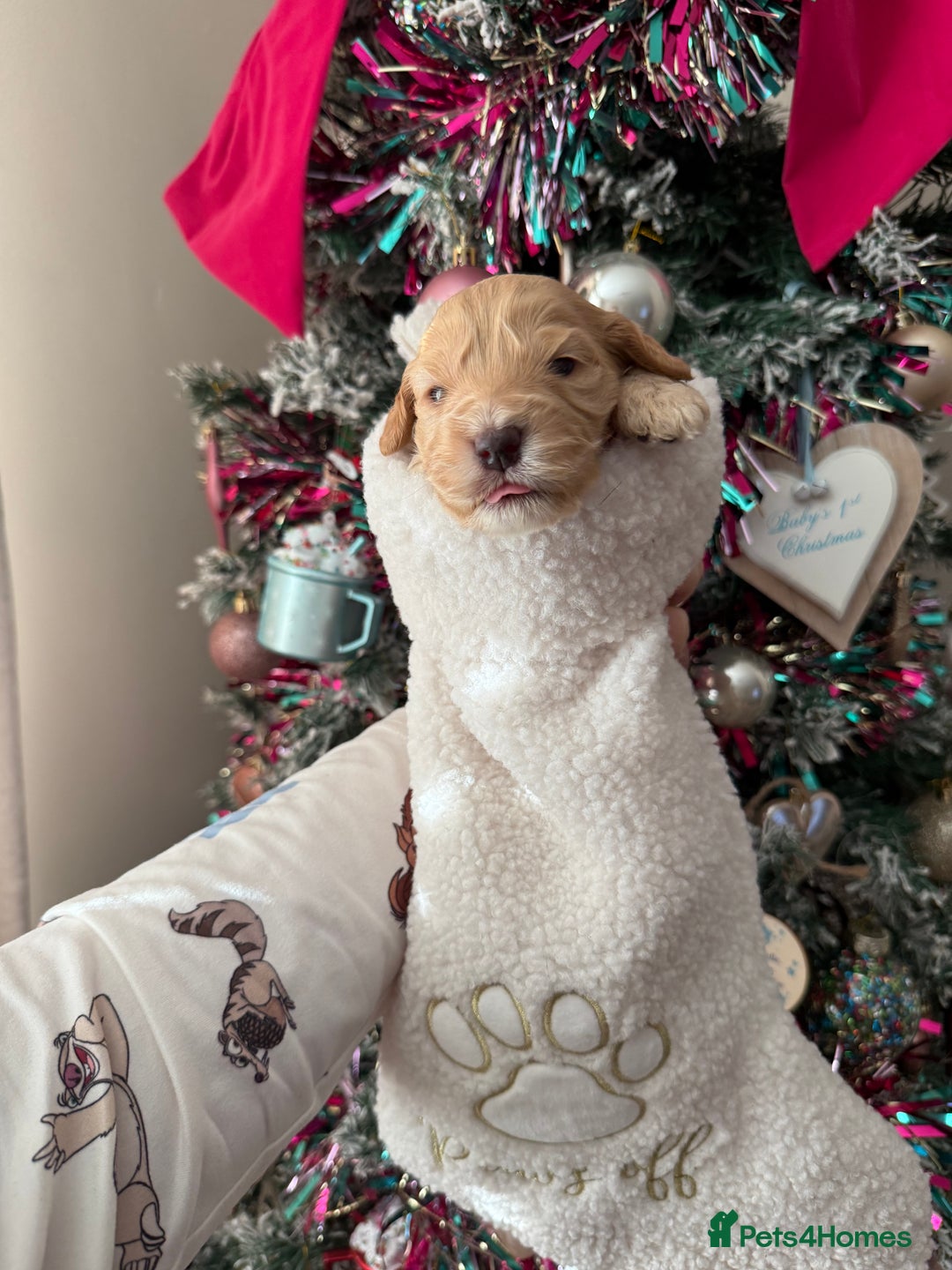 Cockapoo dogs for sale: Gorgeous F1 cockapoo puppies  - Advert 9