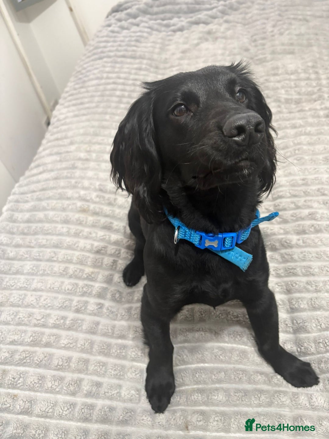 Cocker Spaniel dogs for sale: Beautiful working cocker spaniel - Advert 6