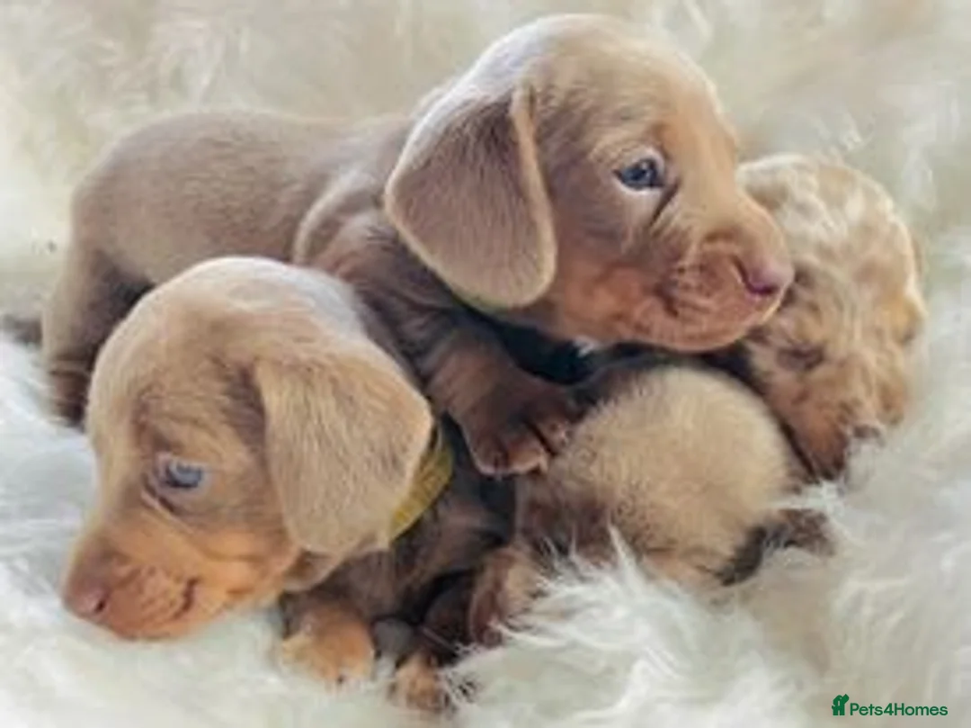 Miniature Dachshund dogs for stud: KCReg PRA,OI,DM Clear COI 0.0% Miniature Dachshund in Gunnislake - Advert 6