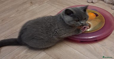 British Shorthair cats - Advert 14