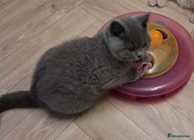 British Shorthair cats - Advert 2