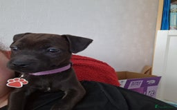 Patterdale Terrier dogs for sale: 1 year old Male Patterdale - Image 5