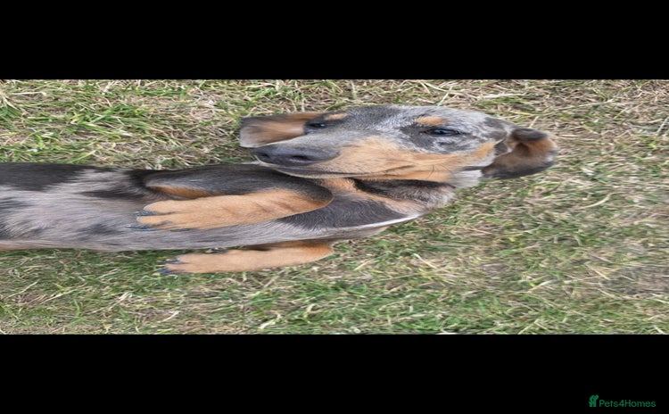 Miniature Dachshund dogs - Advert 1