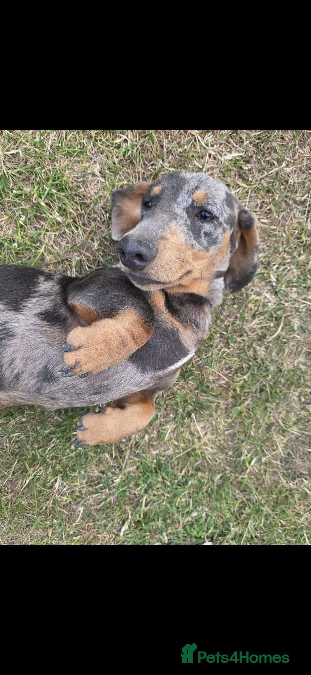 Miniature Dachshund dogs for sale: 2 miniture Dachshund unrelated to go together - Image 1