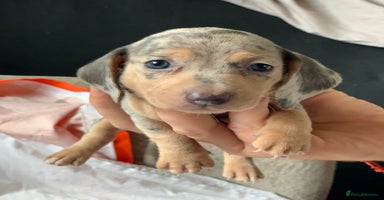 Miniature Dachshund dogs - Advert 5