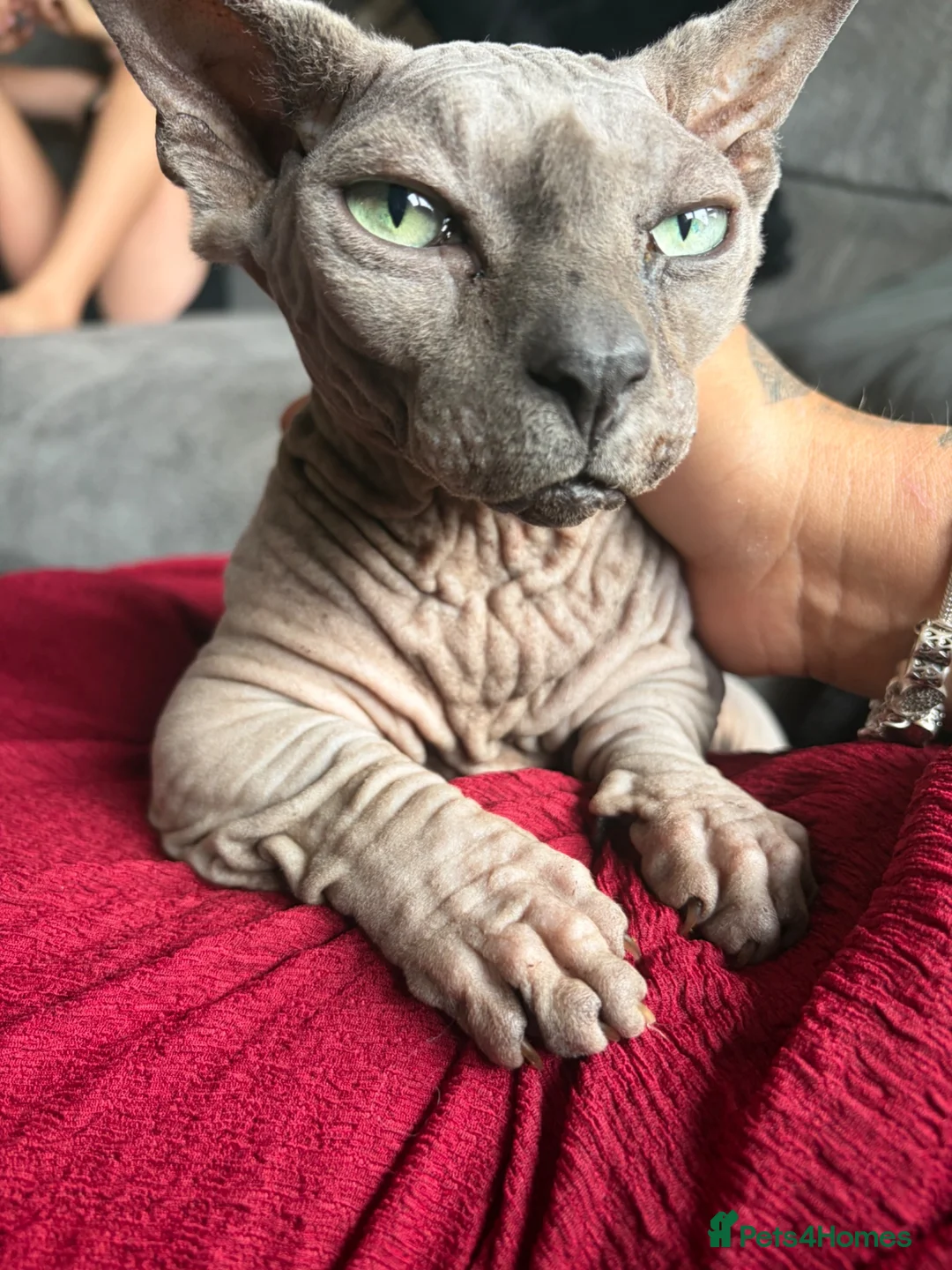 Sphynx cats for sale: Beautiful male and female  - Advert 2