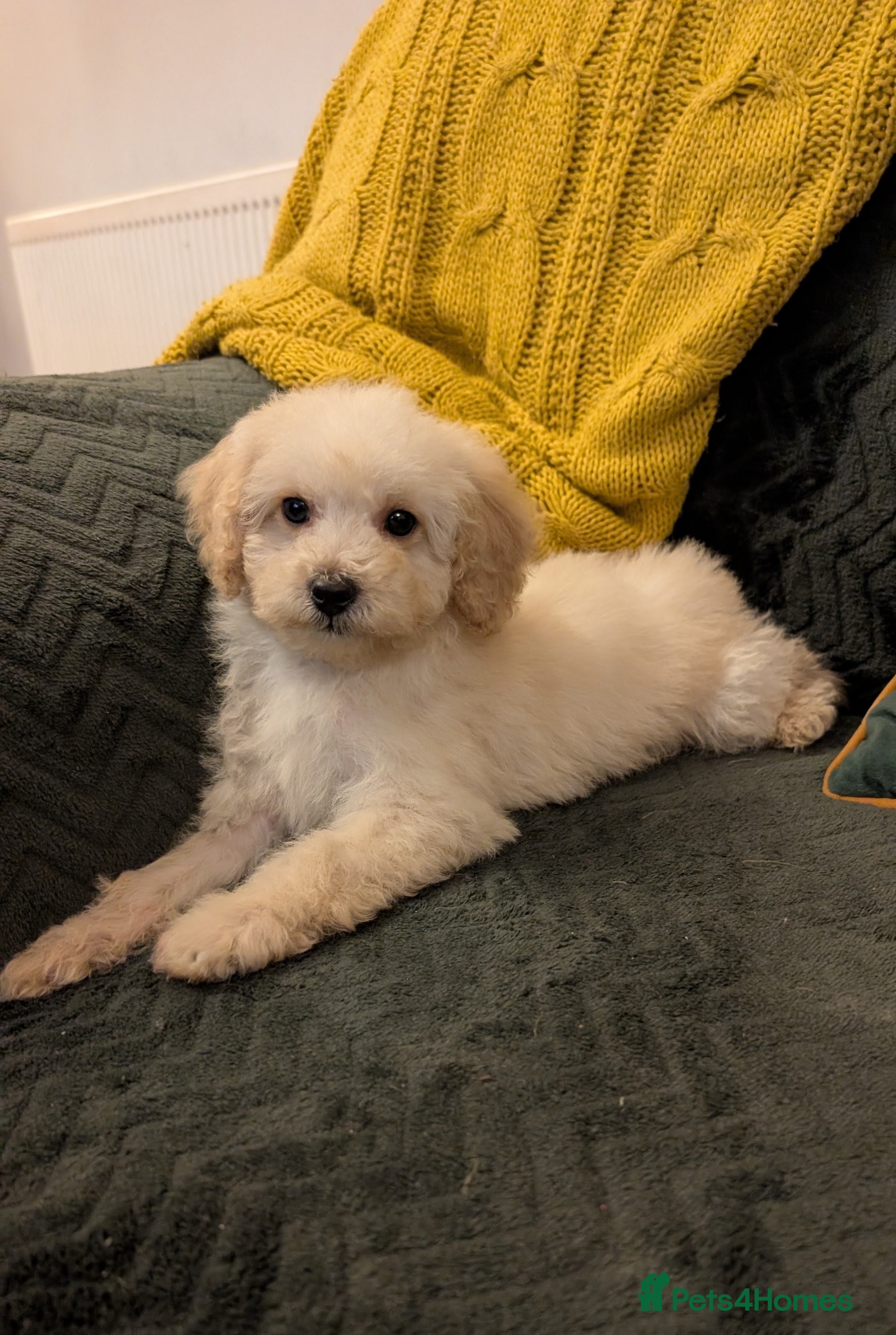 Maltipoo dogs Toy Maltipoo Puppies - READY NOW *1 BOY AVAILABLE  - Advert 7