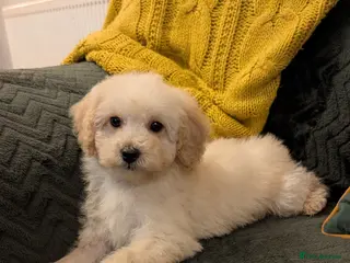 Maltipoo dogs Toy Maltipoo Puppies - READY NOW *1 BOY AVAILABLE - Advert 7