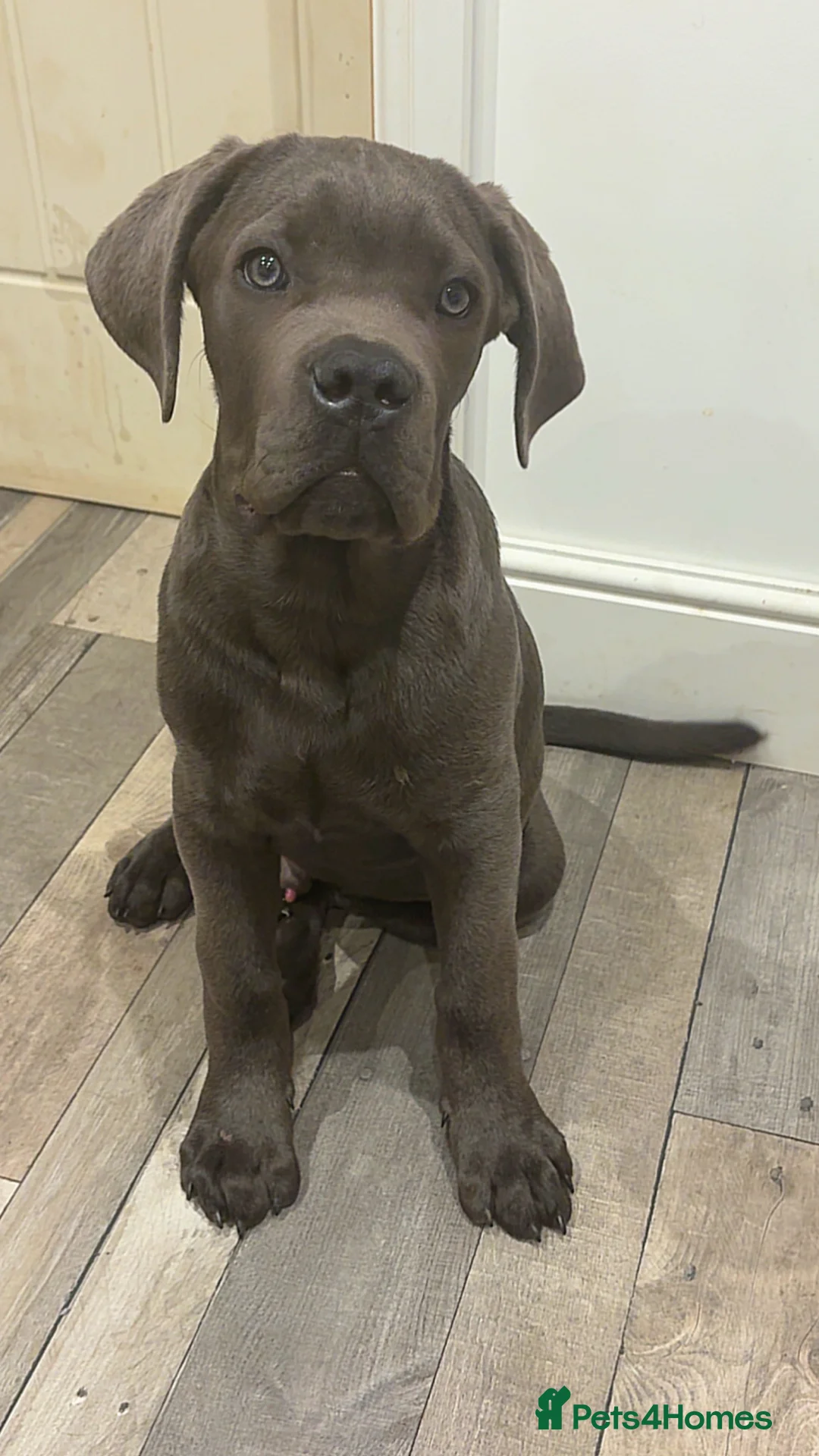 Cane Corso dogs for sale: Pablo 5 months old came Corso male  in Loughborough - Advert 4