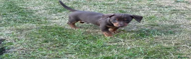 Puppy 3
