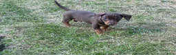 Dachshund dogs for sale: Dachschund puppies - Advert 4