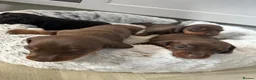 Miniature Dachshund dogs for sale: Beautiful Mini Dachshund Puppies 🐶🐾 - Advert 2