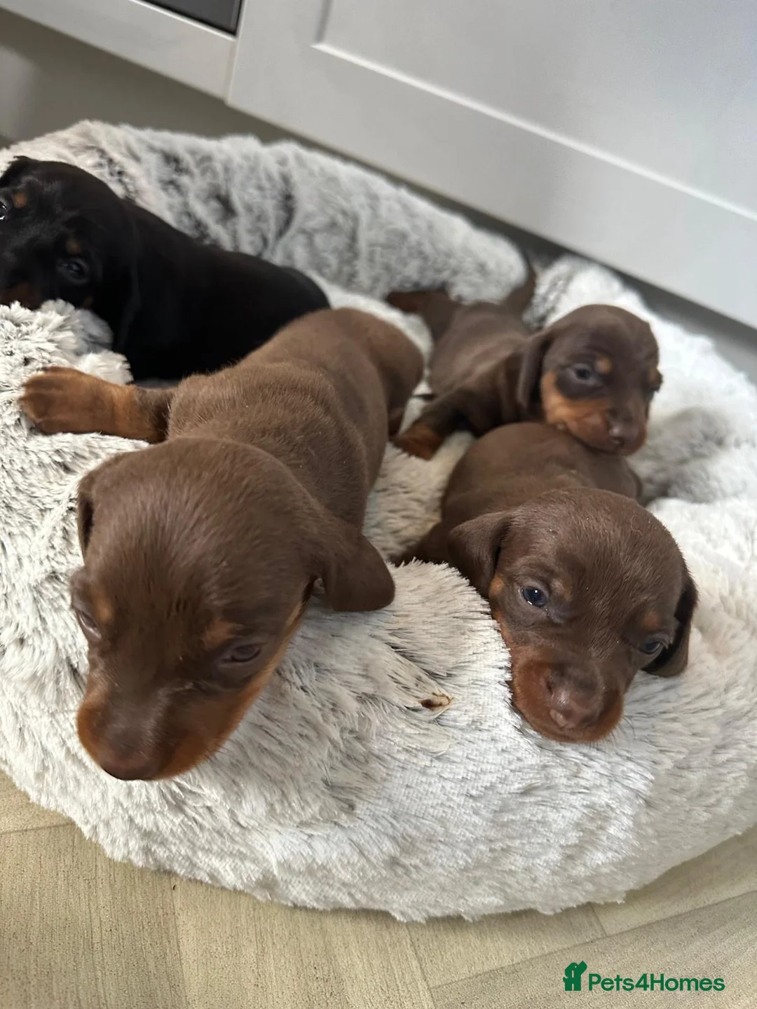 Miniature Dachshund dogs for sale: Beautiful Mini Dachshund Puppies 🐶🐾 - Advert 2