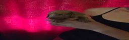 Miniature Dachshund dogs for sale: Gorgeous litter of miniature dachshunds - Advert 17