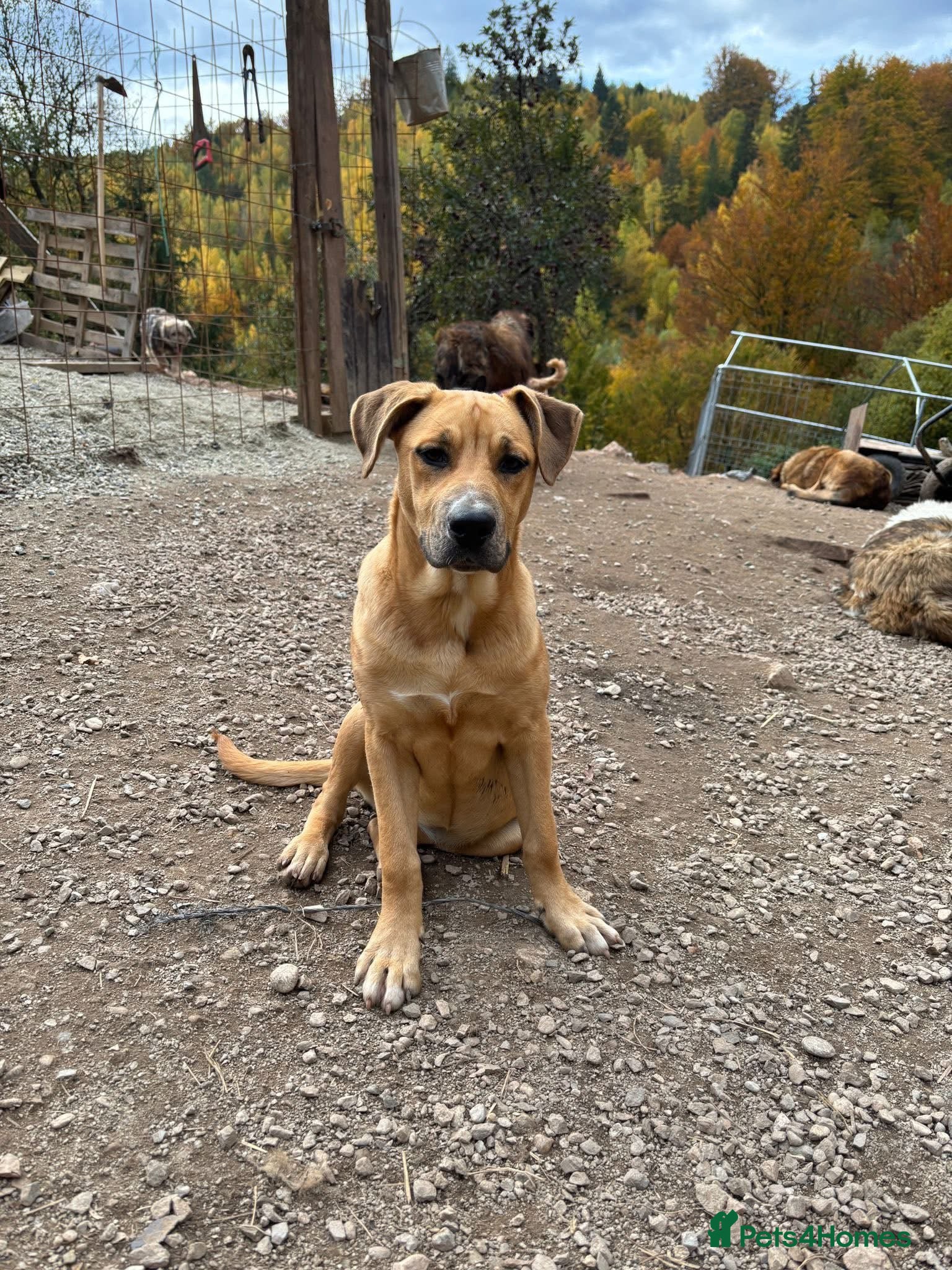 Mixed Breed dogs Summer needs a home! - Advert 19