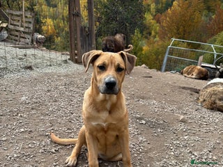 Mixed Breed dogs Summer needs a home! - Advert 2