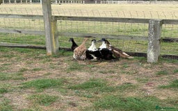 Ducks poultry for sale: 5 Runner Ducks, 1 Drake, 4 Female - Image 4