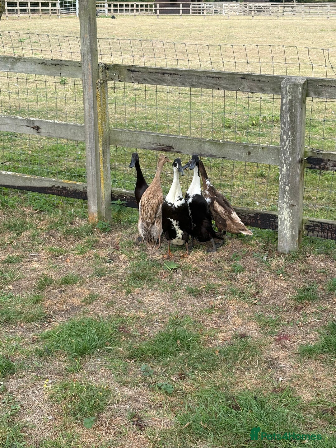 Ducks poultry for sale: 5 Runner Ducks, 1 Drake, 4 Female - Image 4