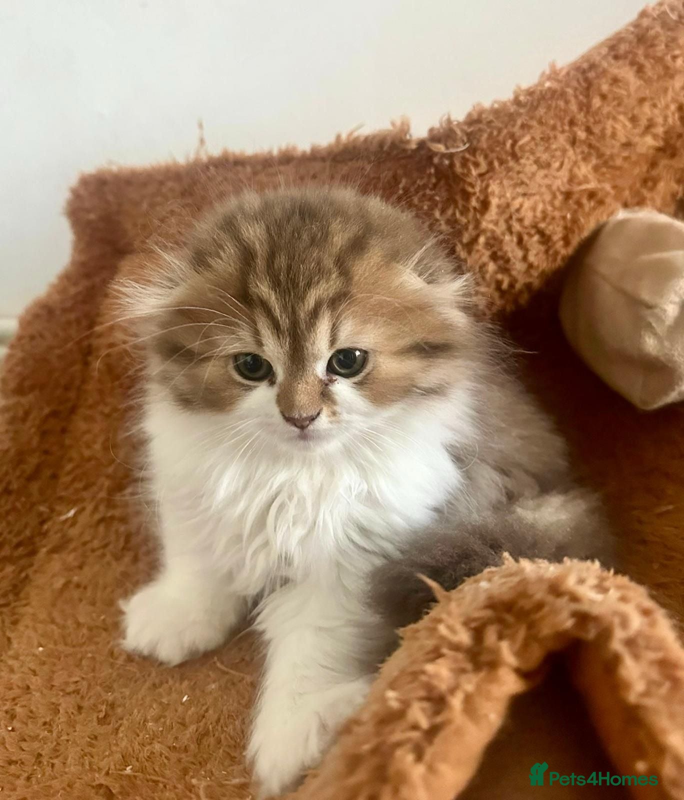 British Longhair cats 5 beautiful, lovely british longhair boy kittens - Advert 4