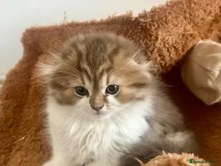 British Longhair cats 5 beautiful, lovely british longhair boy kittens - Advert 4