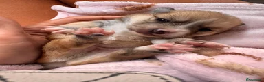 Mixed Breed 1