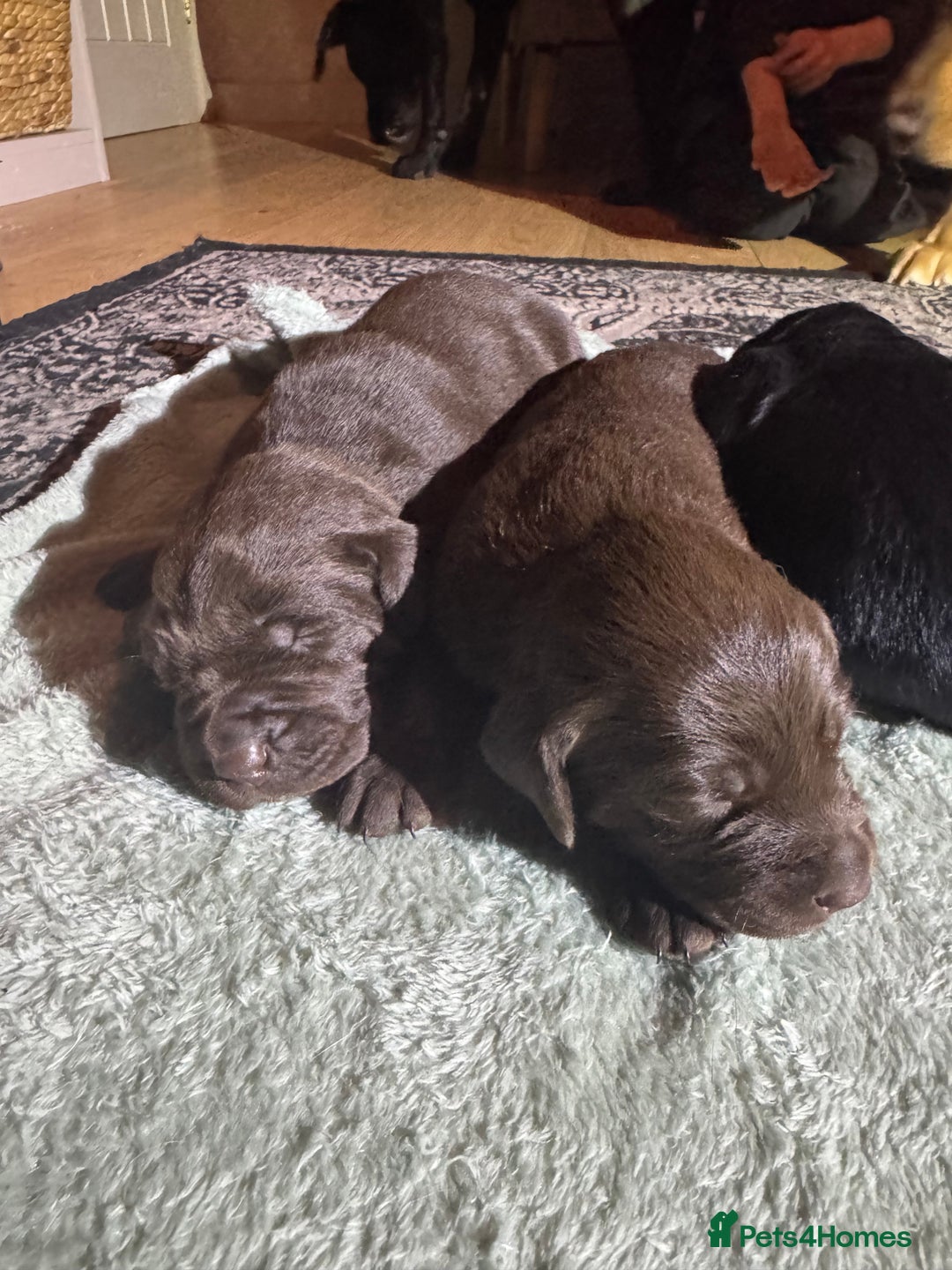 Labrador Retriever dogs for sale: KC Registered Labrador Retriever Puppies - Advert 16