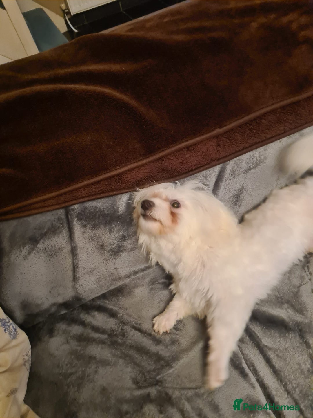Maltese dogs for sale: Maltese Male 16 month old - Advert 3