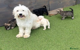 Schnoodle dogs for sale: Stunning litter of Schnoodle pups - Image 10