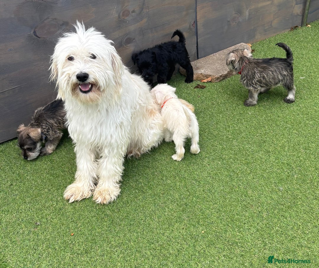 Schnoodle dogs for sale: Stunning litter of Schnoodle pups - Image 10