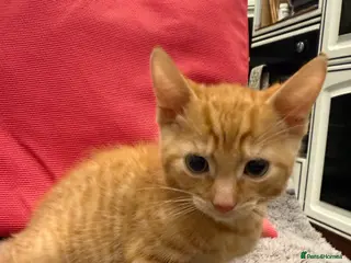 Mixed Breed cats Kittens 11 weeks - Advert 13