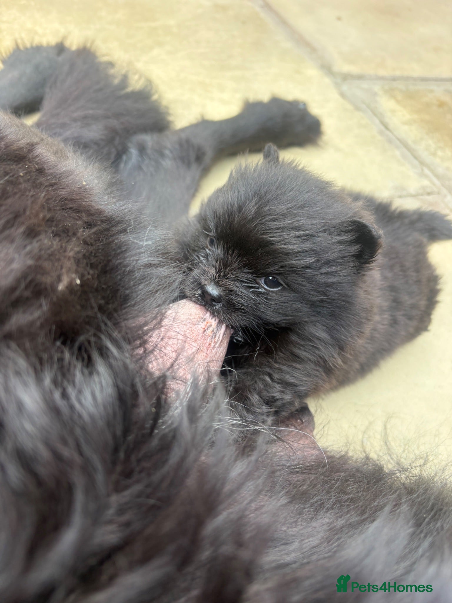 Pomeranian dogs pomeranian teddy bear kc reg - Advert 1