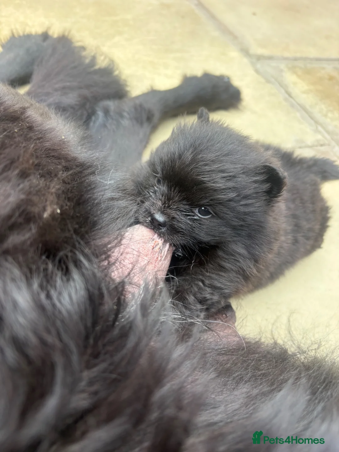 Pomeranian dogs for sale: pomeranian teddy bear kc reg - Advert 1