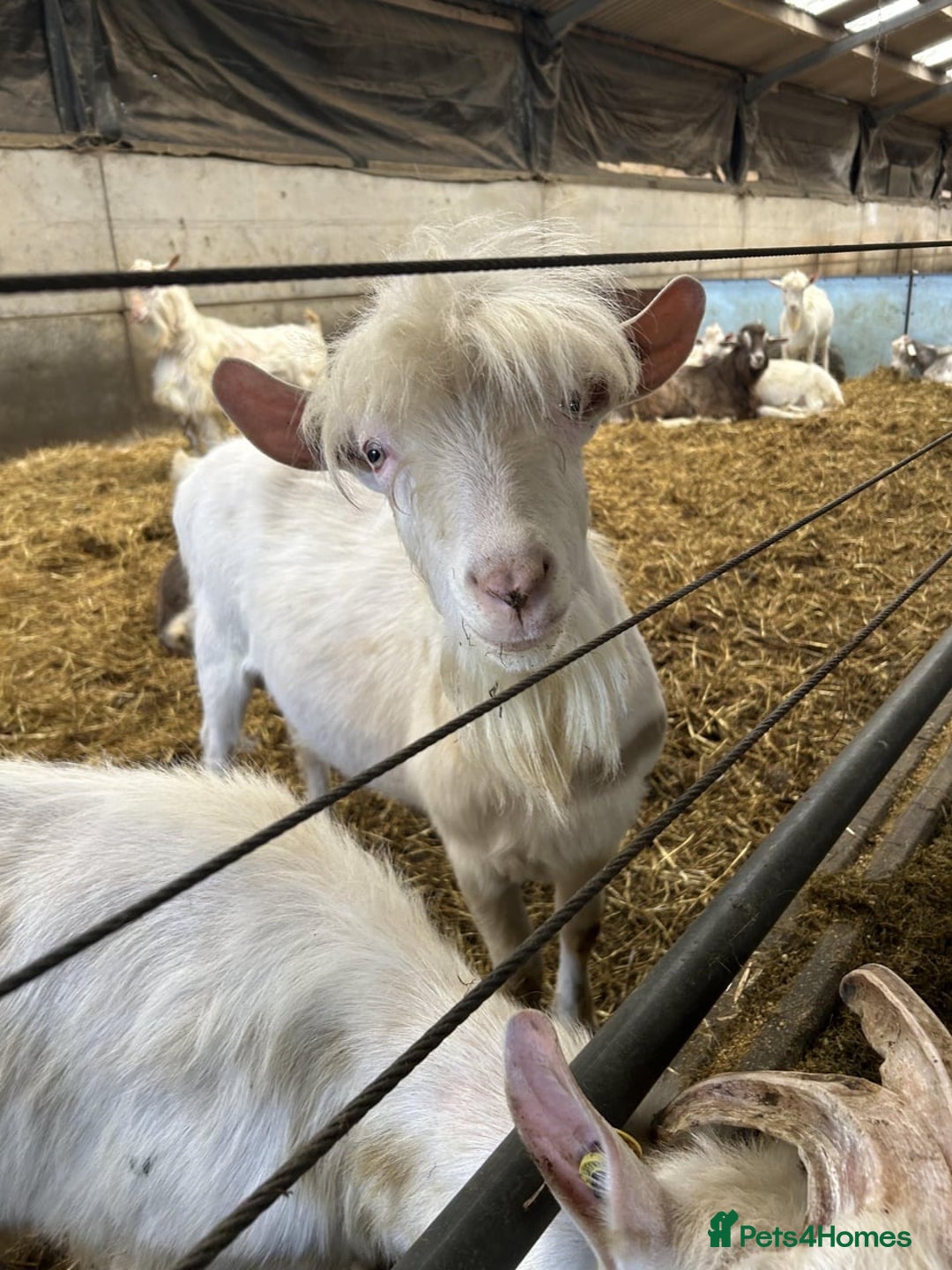 Goats livestock for sale: Pigmy goats  - Image 2
