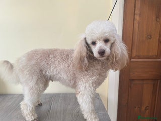 Toy Poodle dogs 🌙Monty Moonshine KC Café au Lait Toy Poodle Stud - Advert 4