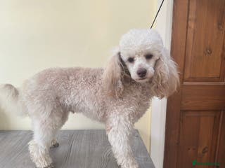 Toy Poodle dogs 🌙Monty Moonshine KC Café au Lait Toy Poodle Stud - Advert 18