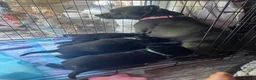 Mixed Breed dogs for sale: STAFFWEILER PUPPIES in Christchurch - Advert 3