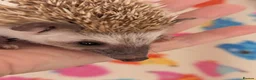 Pygmy Hedgehog rodents for sale: Reduced!!! 3 Stunning Females. Ready Now!!!! - Advert 4