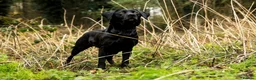 Labrador Retriever dogs for sale: KC Fully Health Tested Working Labrador Pups - Advert 14