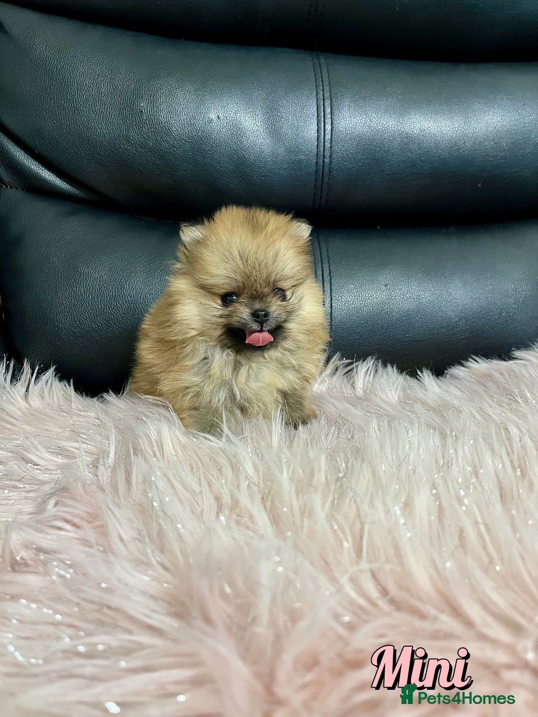 Pomeranian dogs for sale: 🔥Very Tiny🧸 Top Quality  - Image 20